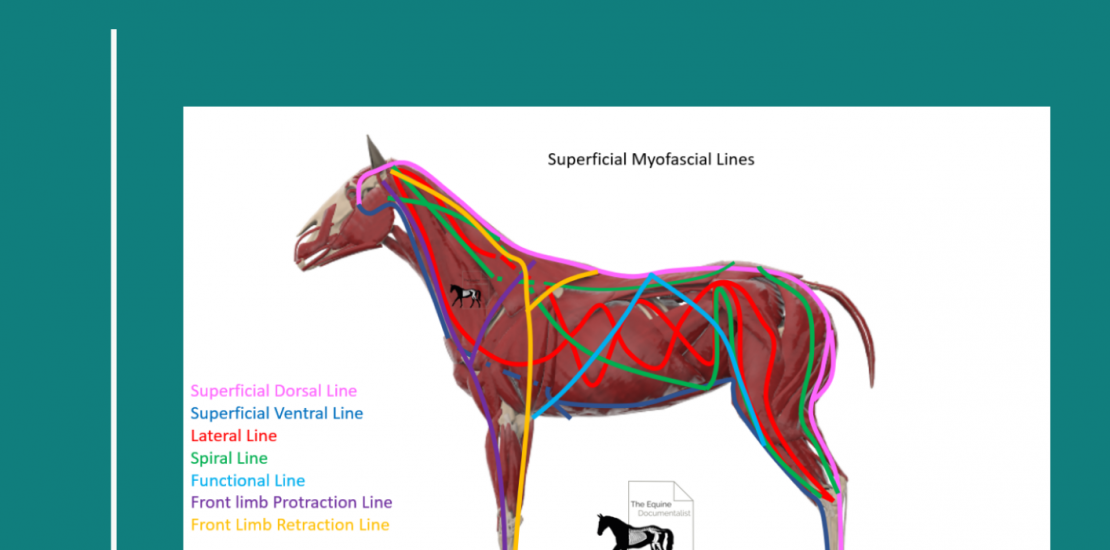 formation osteopathie les lignes myofasciales