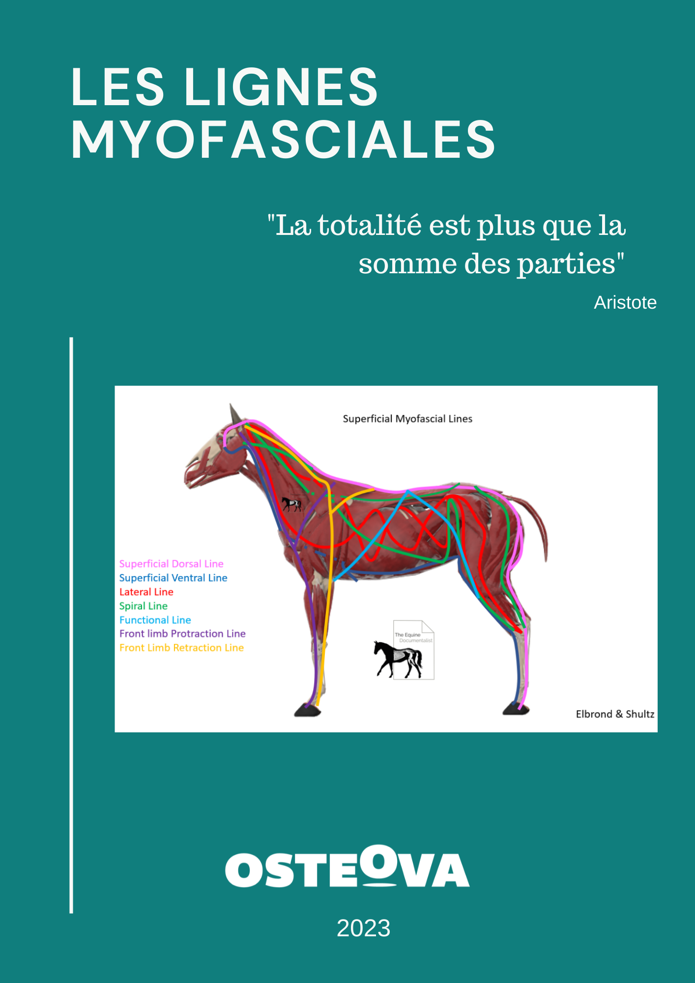 formation osteopathie les lignes myofasciales