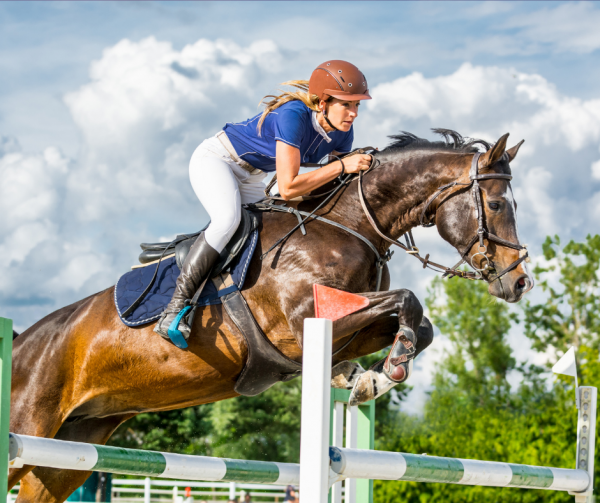 osteopathie animal sport