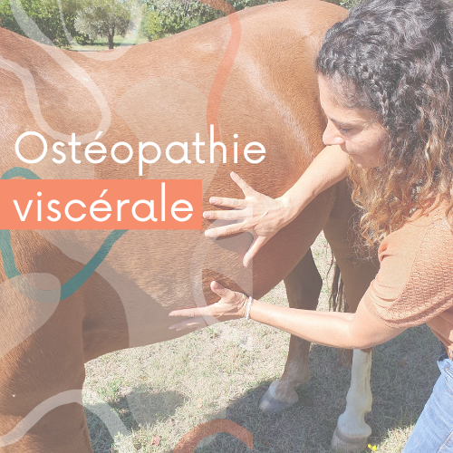 formation osteopathie viscerale