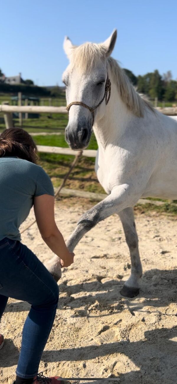 MASSAGE CHEVAL